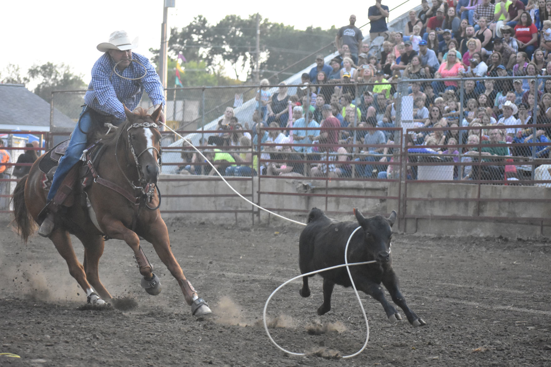 Man on horse chases bull calf